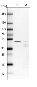 Lane 1: NIH-3T3 cell lysate (Mouse embryonic fibroblast cells)_br/_Lane 2: NBT-II cell lysate (Rat Wistar bladder tumour cells)