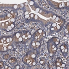 Immunohistochemical staining of human small intestine shows strong cytoplasmic positivity in glandular cells.