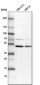 Western blot analysis in mouse cell line NIH-3T3 and rat cell line NBT-II.