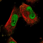 Immunofluorescent staining of human cell line U-251 MG shows localization to nucleoplasm.