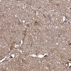 Immunohistochemical staining of human cerebral cortex using Anti-SUCLA2 antibody HPA039435.