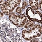 Immunohistochemical staining of human kidney using Anti-SUCLA2 antibody HPA039435.