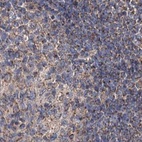 Immunohistochemical staining of human lymph node using Anti-SUCLA2 antibody HPA039435.