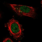 Immunofluorescent staining of human cell line U-251 MG shows localization to nucleoplasm & the Golgi apparatus.