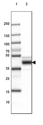 Lane 1: Marker [kDa] 250, 130, 100, 70, 55, 35, 25, 15, 10_br/_Lane 2: Human Cerebral Cortex tissue