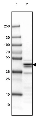 Lane 1: Marker [kDa] 250, 130, 100, 70, 55, 35, 25, 15, 10_br/_Lane 2: Mouse Cerebral Cortex tissue