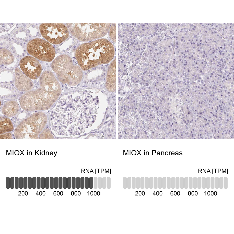 Anti-MIOX Antibody