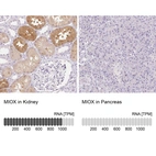 Anti-MIOX Antibody