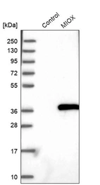 Western blot analysis in control (vector only transfected HEK293T lysate) and MIOX over-expression lysate (Co-expressed with a C-terminal myc-DDK tag (~3.1 kDa) in mammalian HEK293T cells, LY413679).