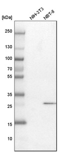 Western blot analysis in mouse cell line NIH-3T3 and rat cell line NBT-II.
