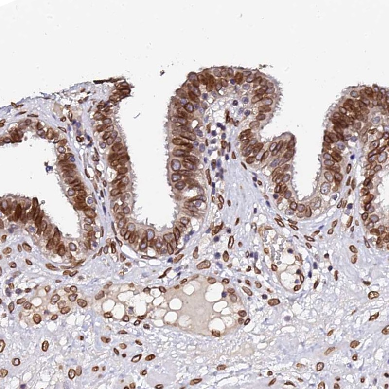 Anti-ANAPC5 Antibody