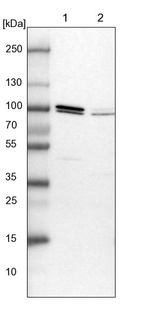 Lane 1: NIH-3T3 cell lysate (Mouse embryonic fibroblast cells)_br/_Lane 2: NBT-II cell lysate (Rat Wistar bladder tumour cells)