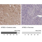 Anti-AP3B2 Antibody