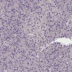 Immunohistochemical staining of human pancreas shows low expression as expected.