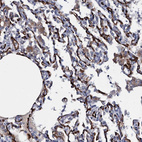 Anti-CLEC14A Antibody