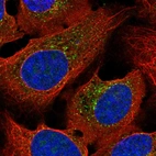 Immunofluorescent staining of human cell line U-2 OS shows localization to nucleoli & vesicles.