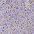 Immunohistochemical staining of human pancreas shows very weak positivity in exocrine glandular cells as expected.