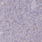 Immunohistochemical staining of human pancreas shows very weak positivity in exocrine glandular cells as expected.