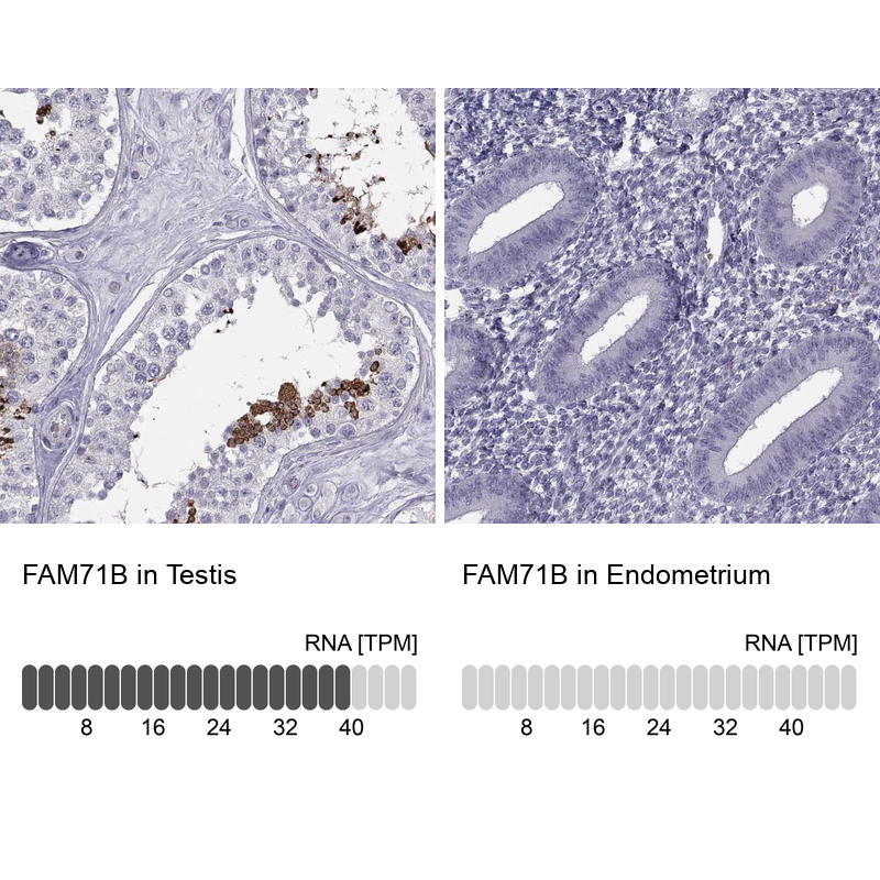 Anti-FAM71B Antibody