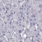 Immunohistochemical staining of human liver using Anti-FAM71B antibody HPA039478.