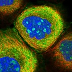 Immunofluorescent staining of human cell line A-431 shows localization to nucleoli, plasma membrane & cytosol.