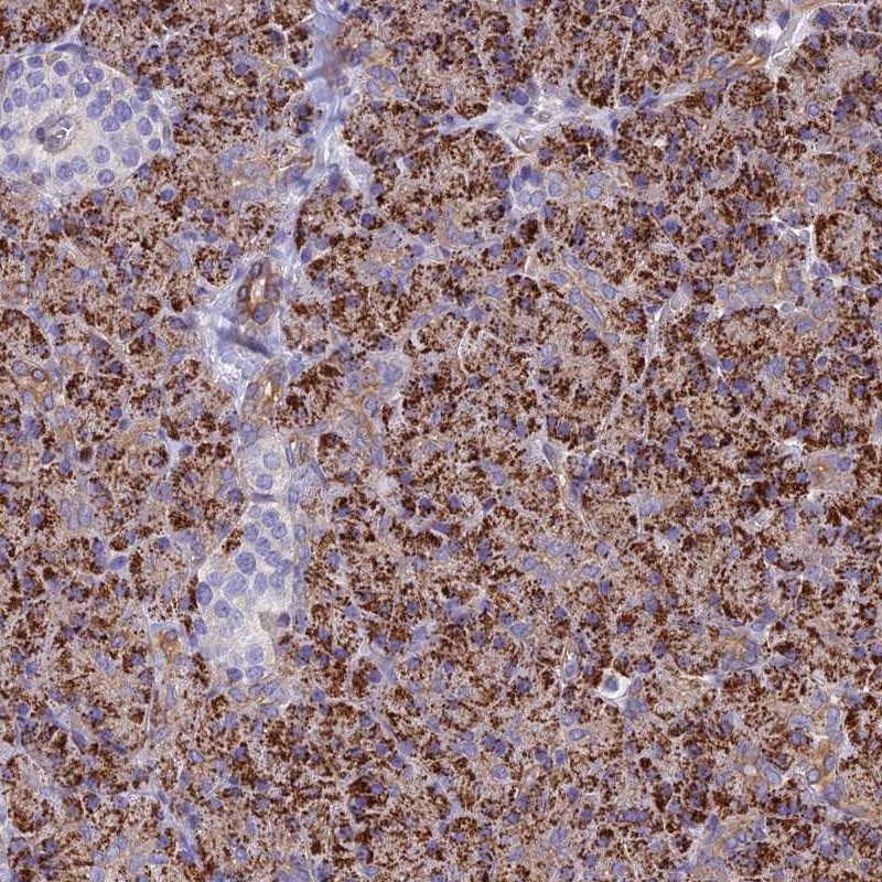 Anti-ALDH1L2 Antibody