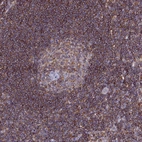 Anti-NCKAP1L Antibody