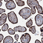 Immunohistochemical staining of human placenta shows strong membranous positivity in trophoblastic cells.