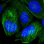Immunofluorescent staining of human cell line U-2 OS shows localization to cytosol & actin filaments.