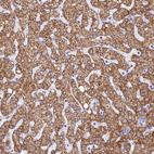 Anti-GLYATL1 Antibody