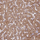 Anti-GLYATL1 Antibody