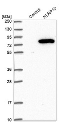 Western blot analysis in control (vector only transfected HEK293T lysate) and NLRP10 over-expression lysate (Co-expressed with a C-terminal myc-DDK tag (~3.1 kDa) in mammalian HEK293T cells, LY406109).