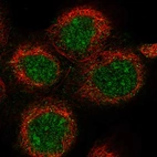 Immunofluorescent staining of human cell line A-431 shows localization to nucleus, nucleoli & cytosol.