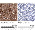 Immunohistochemistry analysis in human cerebral cortex and endometrium tissues using HPA039504 antibody. Corresponding FBXL16 RNA-seq data are presented for the same tissues.