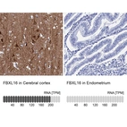 Immunohistochemistry analysis in human cerebral cortex and endometrium tissues using HPA039504 antibody. Corresponding FBXL16 RNA-seq data are presented for the same tissues.