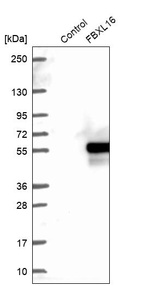 Western blot analysis in control (vector only transfected HEK293T lysate) and FBXL16 over-expression lysate (Co-expressed with a C-terminal myc-DDK tag (~3.1 kDa) in mammalian HEK293T cells, LY407066).
