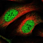 Immunofluorescent staining of human cell line U-2 OS shows localization to nucleoplasm & cytosol.