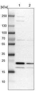 Lane 1: NIH-3T3 cell lysate (Mouse embryonic fibroblast cells)_br/_Lane 2: NBT-II cell lysate (Rat Wistar bladder tumour cells)