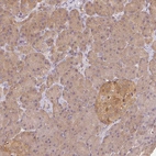 Immunohistochemical staining of human pancreas shows moderate cytoplasmic positivity in islets of Langerhans.