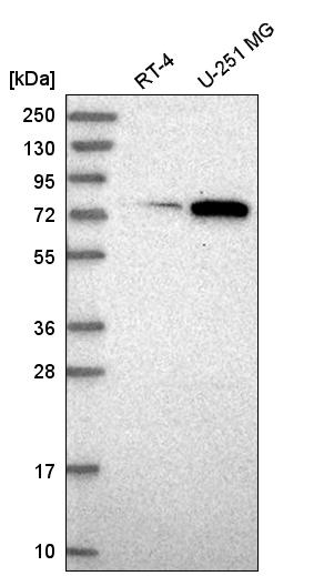 Anti-ORC3 Antibody
