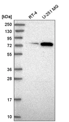 Anti-ORC3 Antibody
