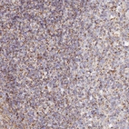 Immunohistochemical staining of human tonsil shows strong granular cytoplasmic positivity in non-germinal center cells.