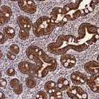 Immunohistochemical staining of human duodenum shows strong cytoplasmic positivity in glandular cells.