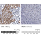Anti-MIOX Antibody