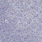 Immunohistochemical staining of human pancreas shows low expression as expected.