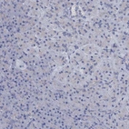 Immunohistochemical staining of human pancreas shows low expression as expected.