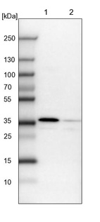 Lane 1: NIH-3T3 cell lysate (Mouse embryonic fibroblast cells)_br/_Lane 2: NBT-II cell lysate (Rat Wistar bladder tumour cells)