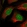Anti-LSM11 Antibody