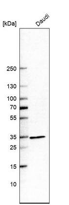 Western blot analysis in human cell line Daudi.