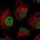 Immunofluorescent staining of human cell line U-251 MG shows localization to nucleoplasm & nuclear membrane.
